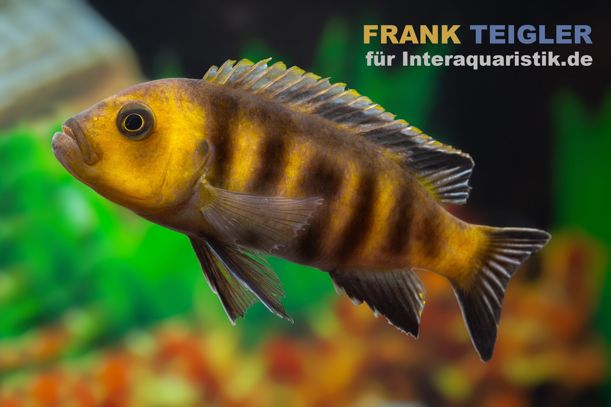 Gelb-schwarz gestreifter Buntbarsch im Aquarium